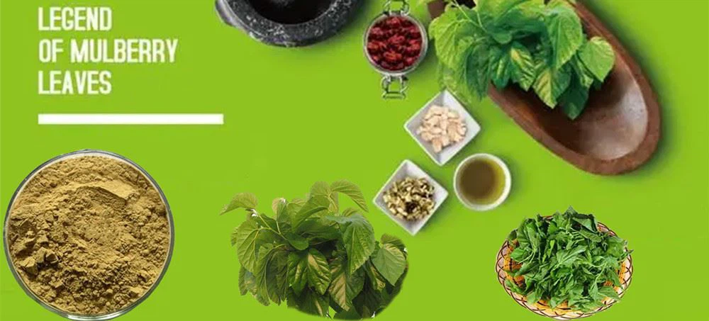 Mulberry leaf powder04