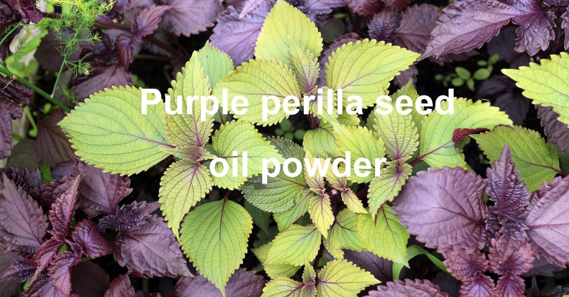 Purple perilla seed oil powder